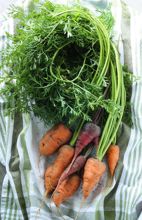 Carrot Ginger Soup | SoupAddict.com Carrot Ginger Soup | SoupAddict.com