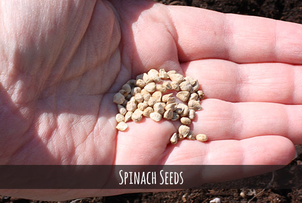 planting spinach seeds